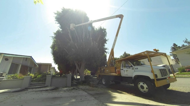 A Cut Above: Unveiling the Art of Tree Trimming and Removal