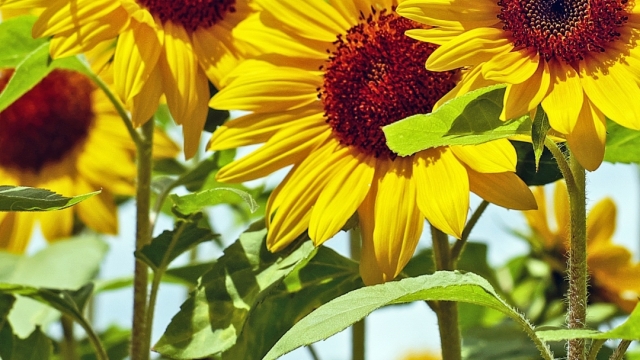 From Pests to Blooms: Overcoming Cabbage Worms to Harvest Sunflowers