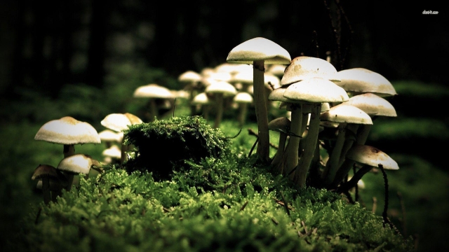 Fungi Fever: Unleashing the Magic of Mushroom Growing!