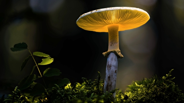 Fungi Fun: Unleashing the Magic of Mushroom Cultivation