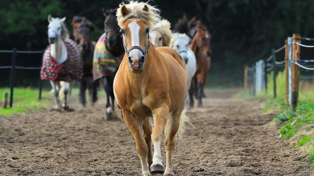 Nourishing Your Noble Steed: The Ultimate Guide to Horse Supplements and Vitamins