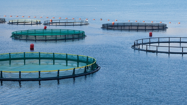 Revolutionizing Our Oceans: The Future of Aquaculture Technology