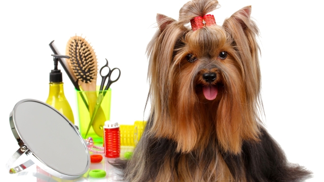 Paw-sitively Fabulous: Unleashing the Fun at Your Local Pet Saloon!